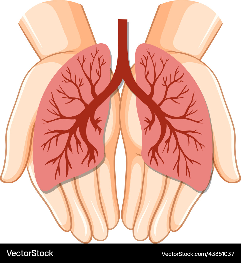 Human Lungs Icon Royalty Free Vector Image - VectorStock