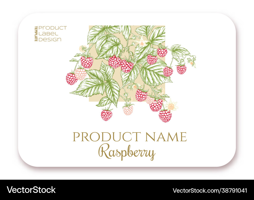 Raspberry ripe berries on branch template Vector Image
