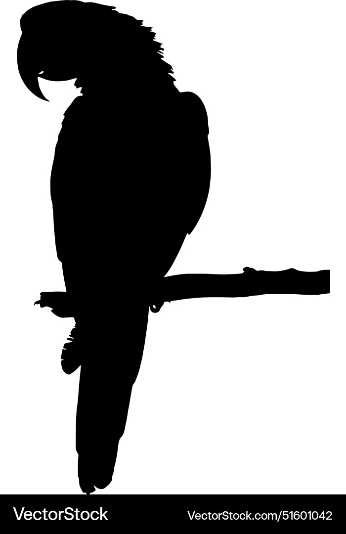 Silhouette of a macaw parrot Vector Image