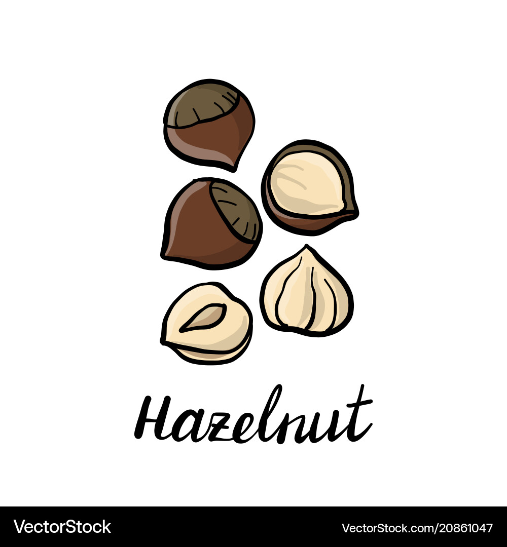Drawing hazelnuts Drawing hazelnuts vector image