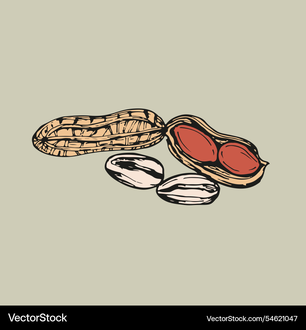 Peanut sketch outline in color simple doodle Vector Image
