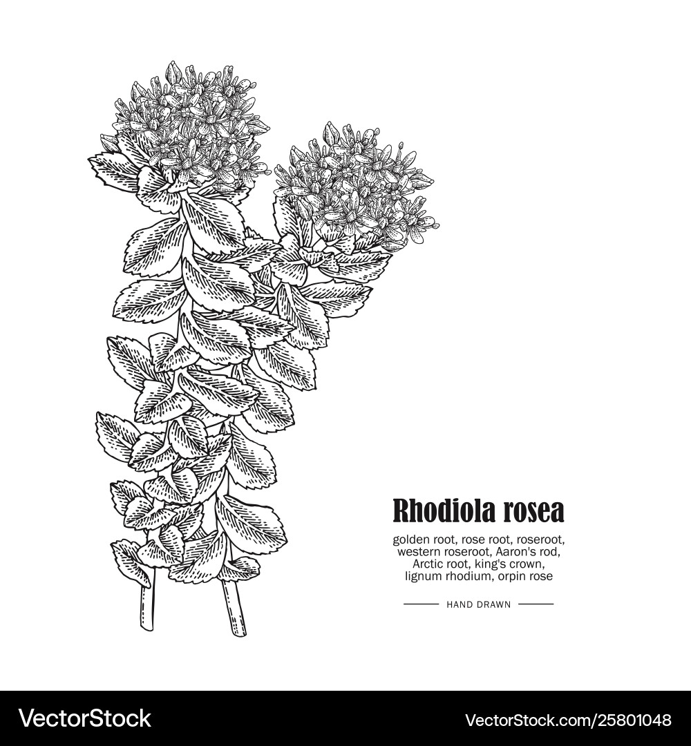 Rhodiola rosea or golden root branch isolated Rhodiola rosea or golden root branch isolated vector image