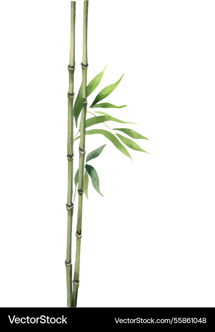 Watercolor painted bamboo hand drawn flower Watercolor painted bamboo hand drawn flower vector image
