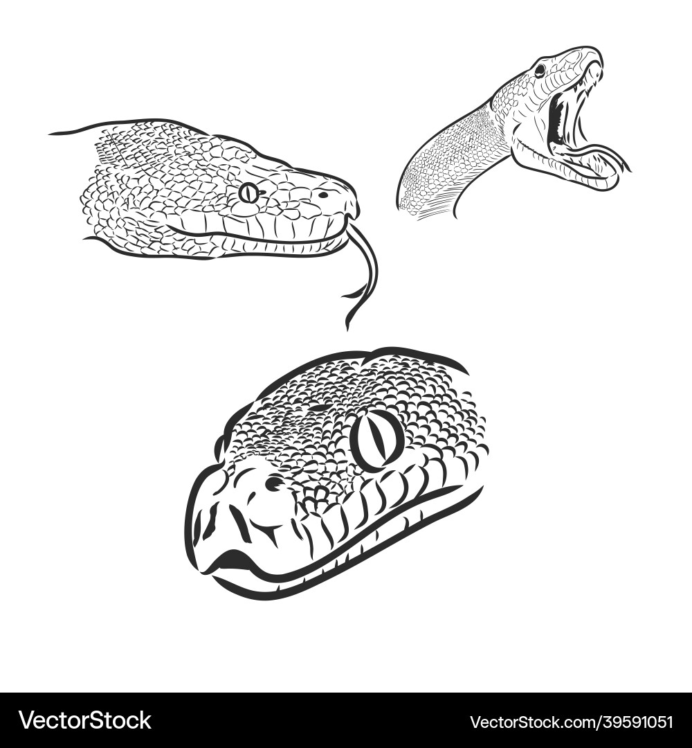 Hand drawn realistic sketch of python snake Hand drawn realistic sketch of python snake vector image