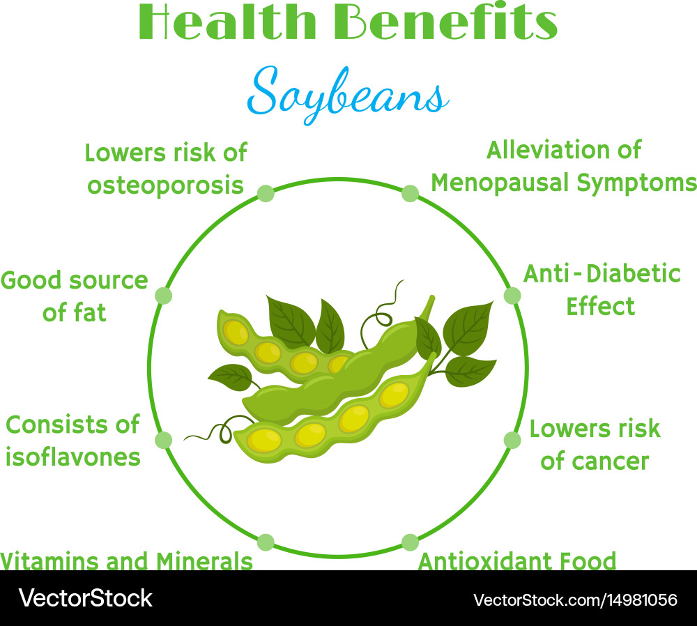 Soybean Nutrition Flat Icons – Royalty-Free Vector | VectorStock