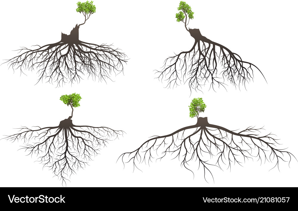 Tree Root System Silhouette Vector Image