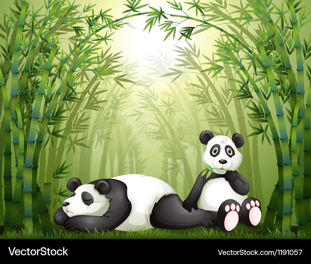 Two pandas in the bamboo forest Vector Image