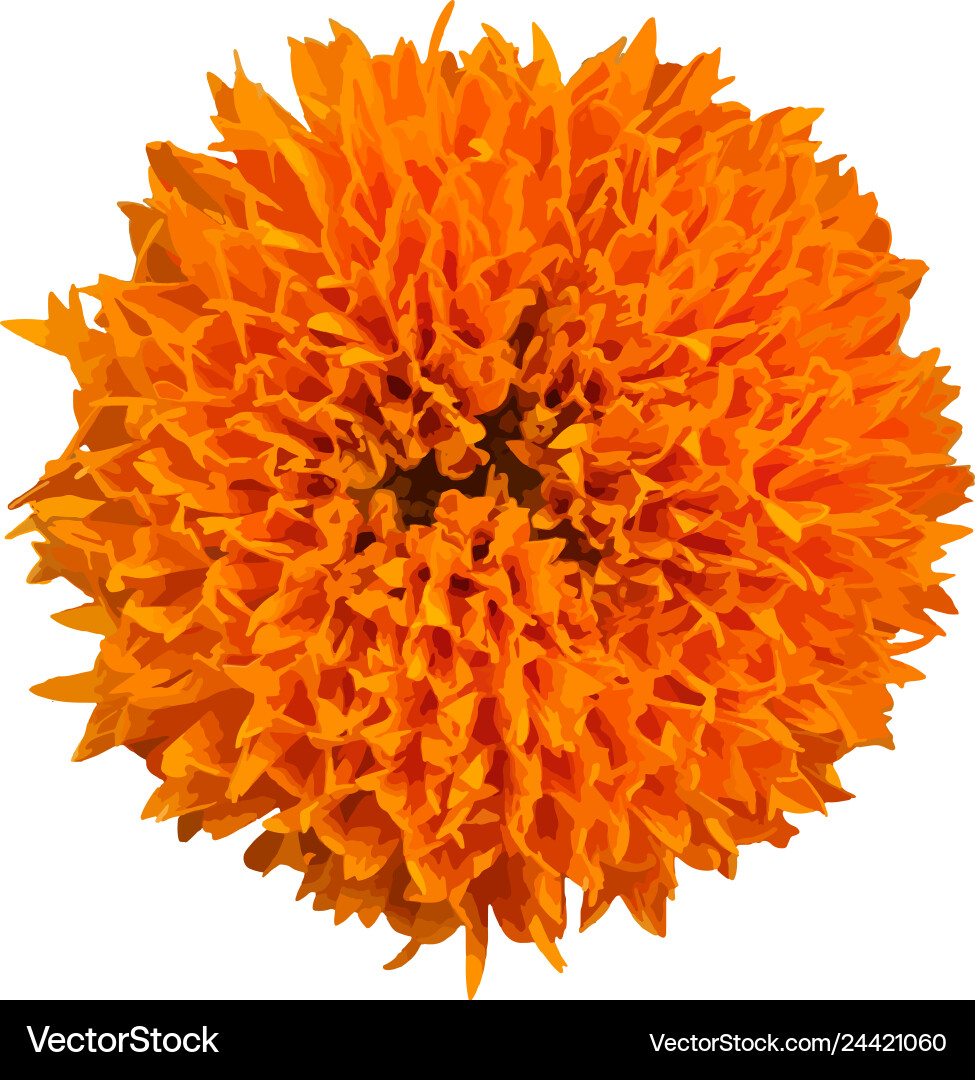 Close-up Marigold Flower Vector Image