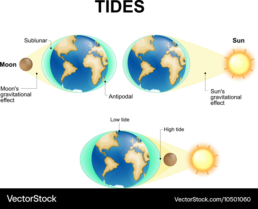 Lunar Tides Explained Vector Image