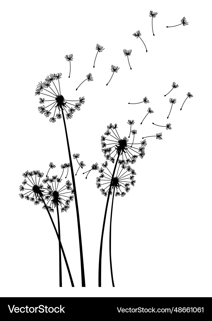 Dandelion wind blow background black silhouette Dandelion wind blow background black silhouette vector image