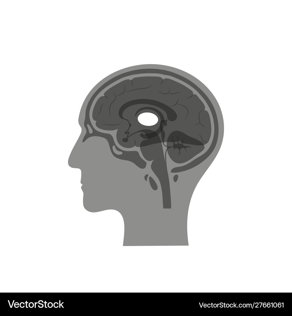 Human Brain Thalamus Anatomy Royalty Free Vector Image