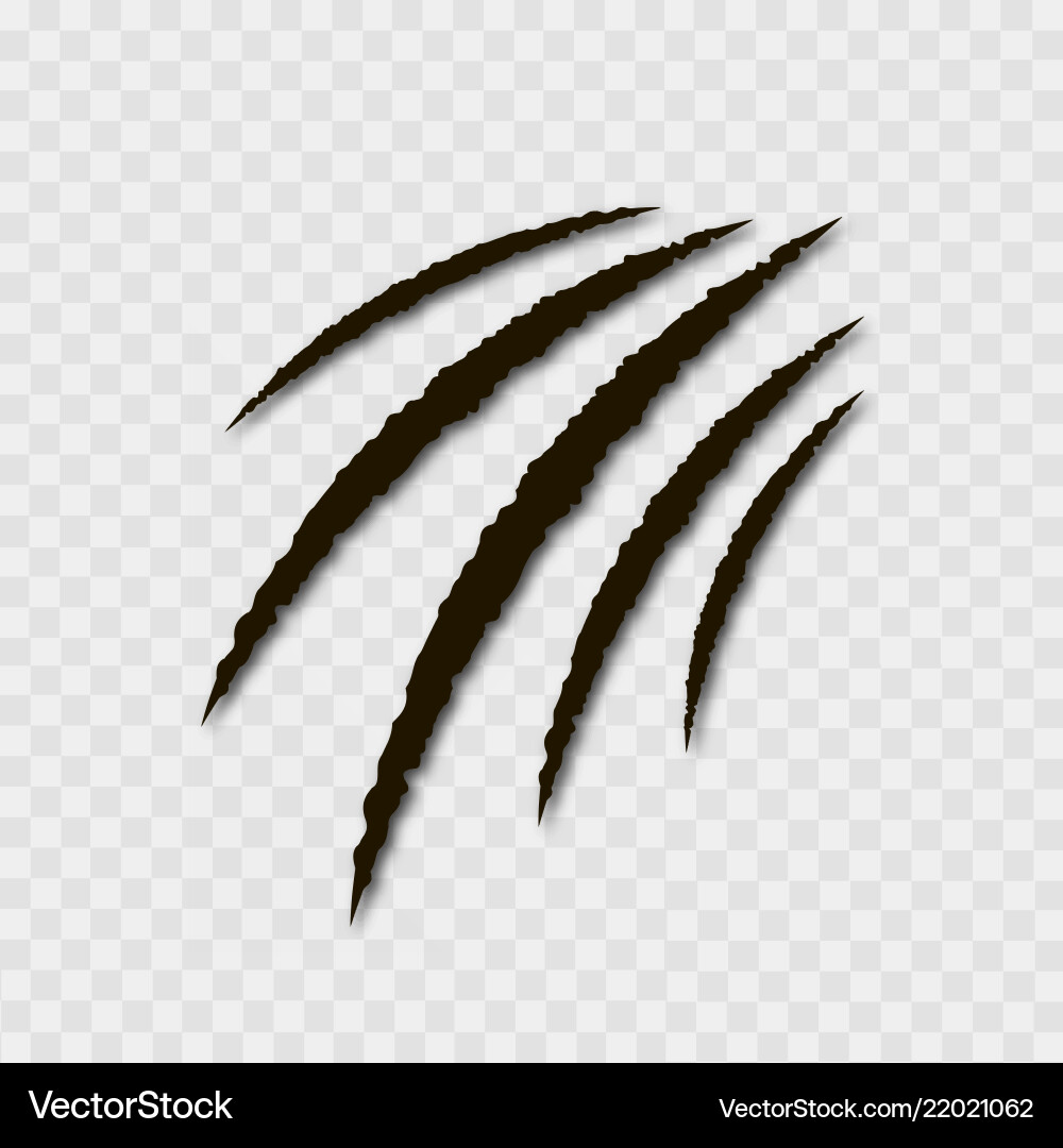 Realistic claw paw scratches Realistic claw paw scratches vector image