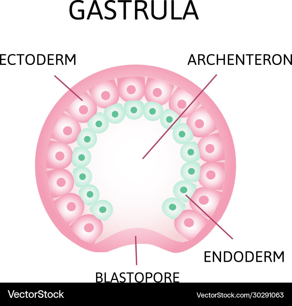 Process gastrulation remnant blastocoel Royalty Free Vector