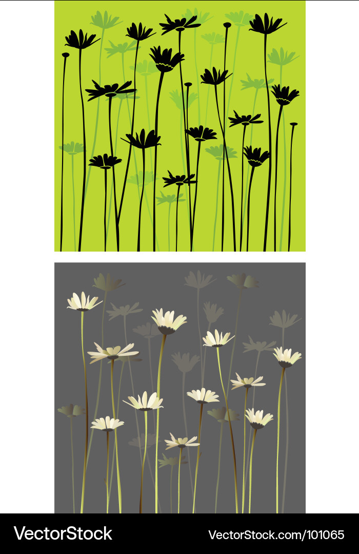 Chamomiles Vector Image