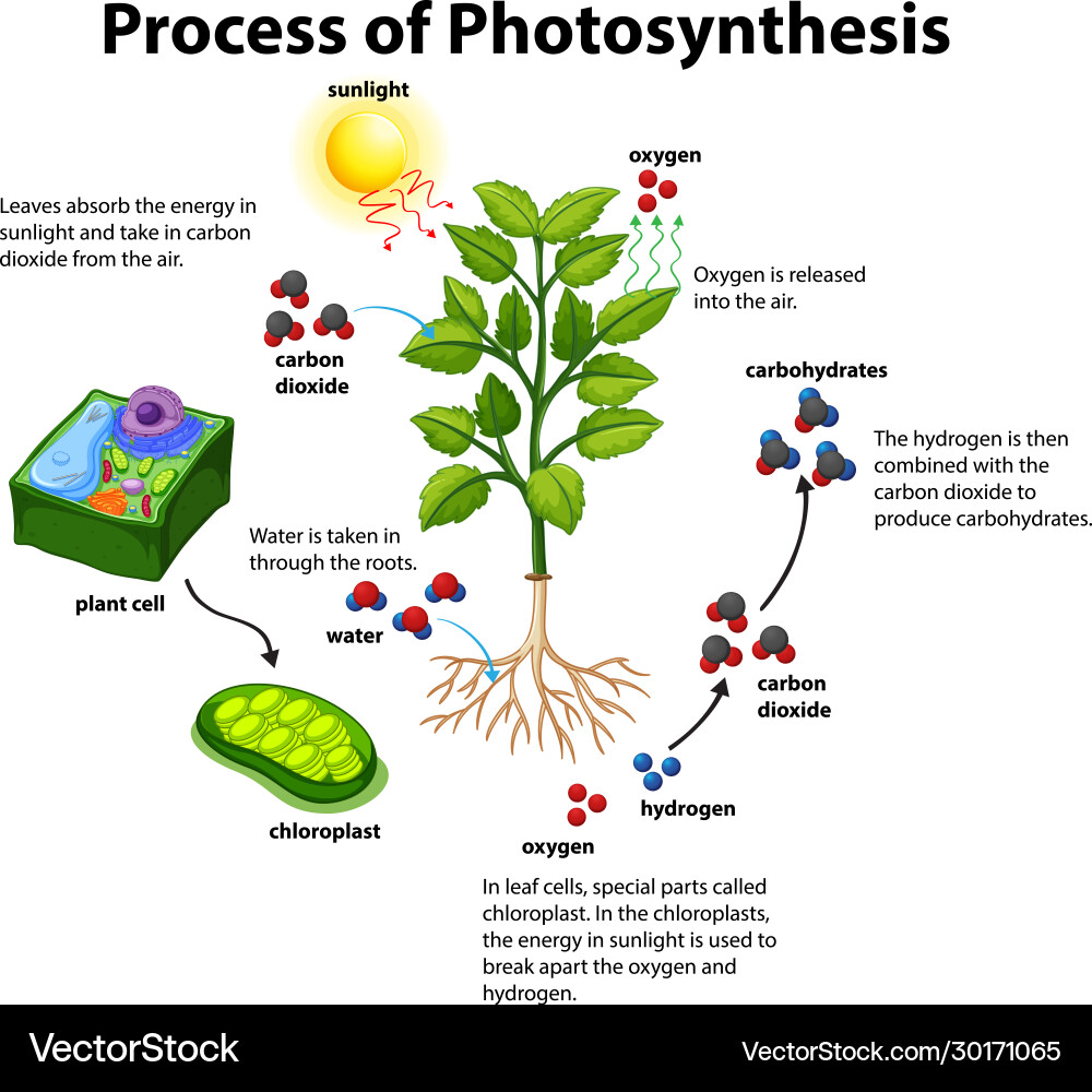 Diagram showing process photosynthesis Royalty Free Vector