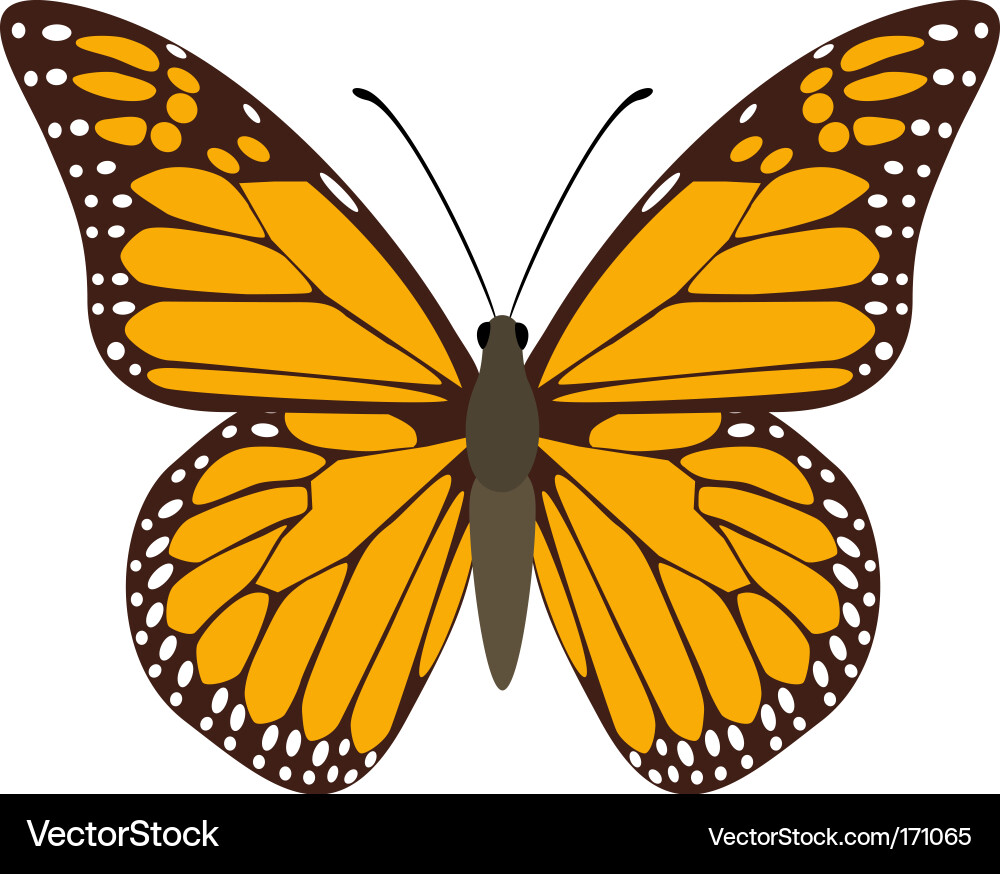 Monarch Butterfly Vector Image