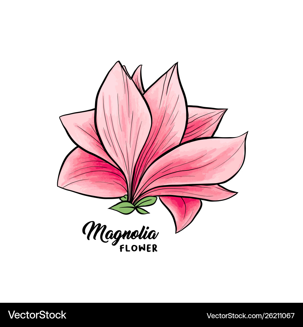 Magnolia flowers hand drawn Magnolia flowers hand drawn vector image