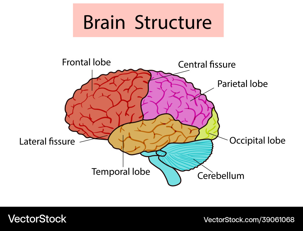Isolated of brain structure Isolated of brain structure Vector Image