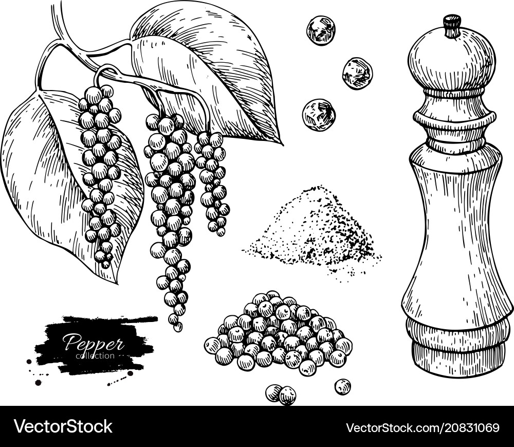 Black Pepper Spice Drawing Set Royalty Free Vector Image