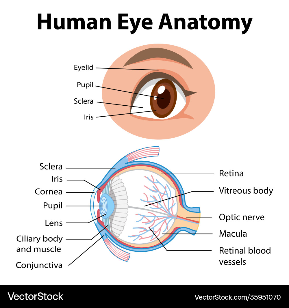 Diagram human eye anatomy with label Diagram human eye anatomy with label vector image