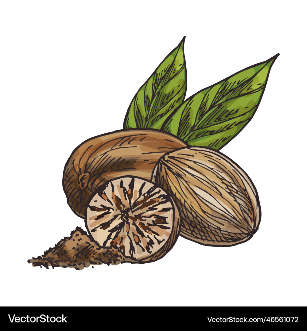 Nutmeg seed sketch isolated fragrant nut Nutmeg seed sketch isolated fragrant nut vector image