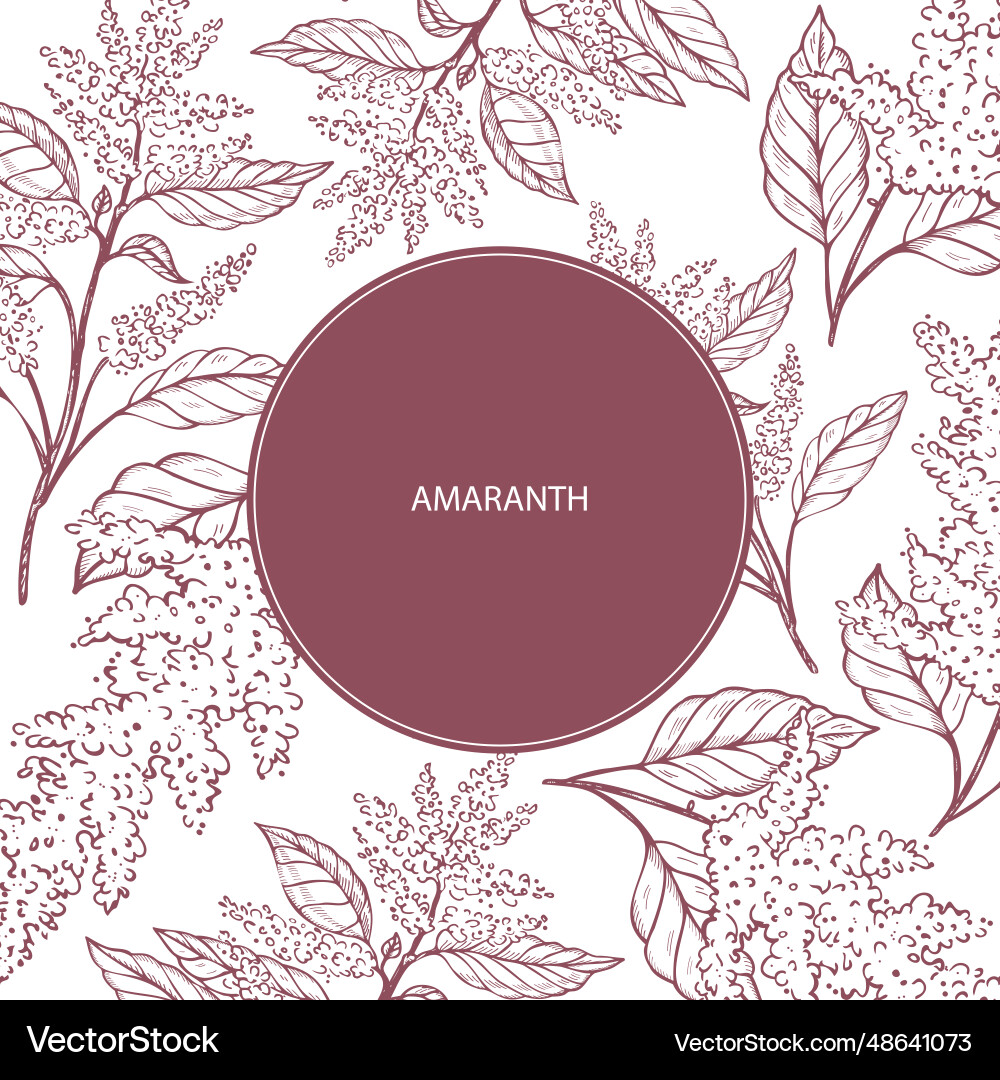 Amaranth label template background for text Amaranth label template background for text vector image