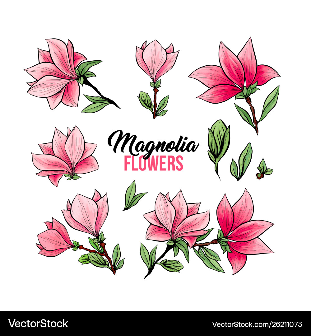 Magnolia flowers hand drawn set Magnolia flowers hand drawn set vector image