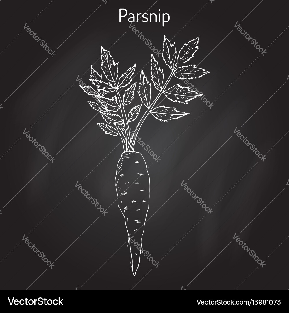 Parsnip Root Vegetable - Botanical vector image