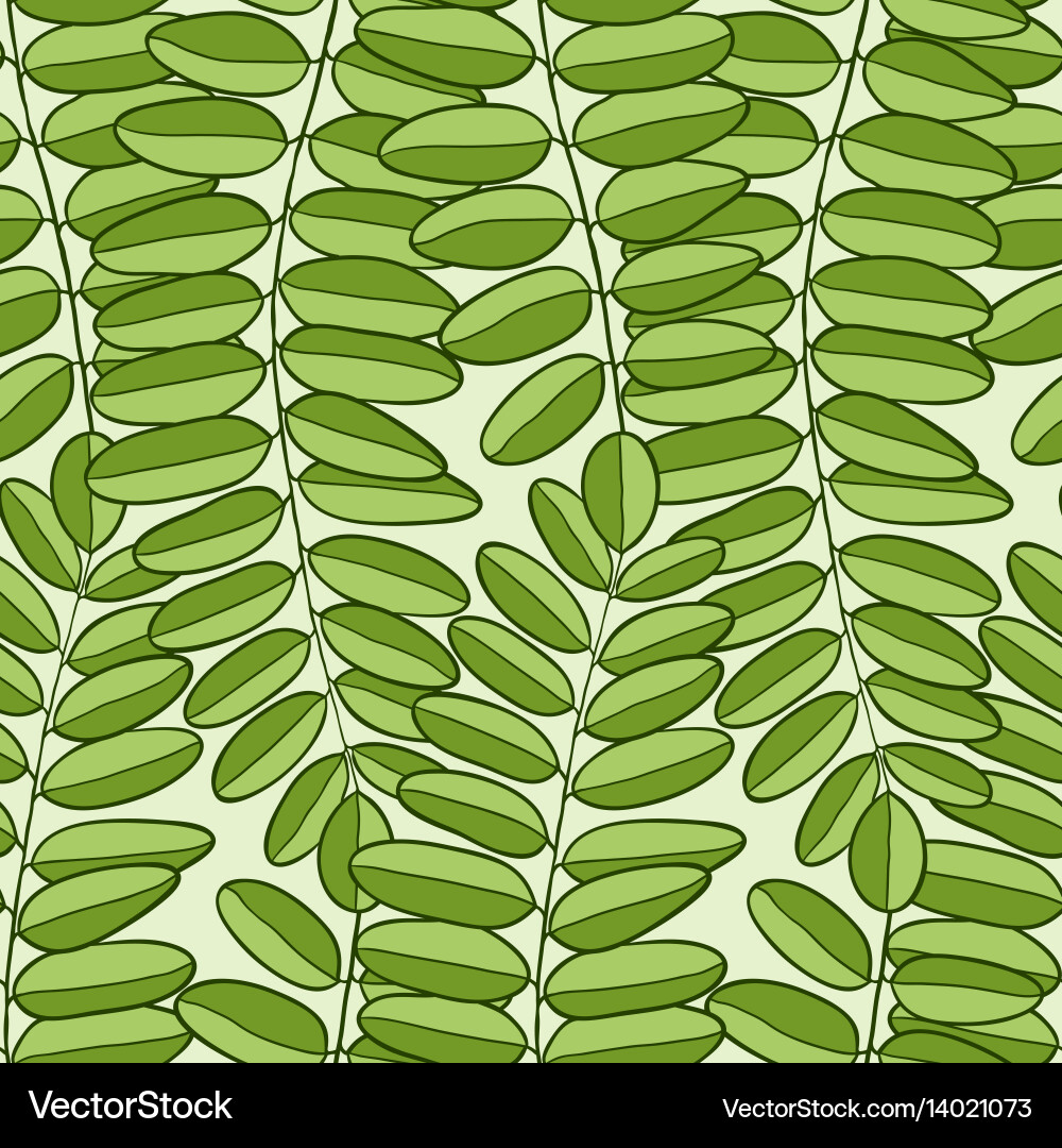Seamless pattern with acacia leaves spring Vector Image