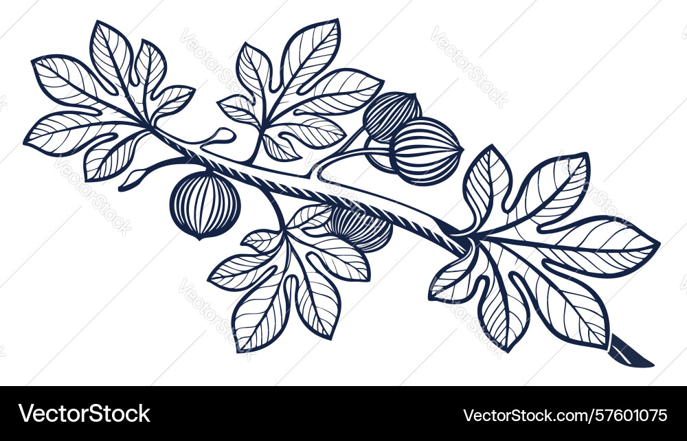 Fig branch with distinctive leaves botanical Vector Image