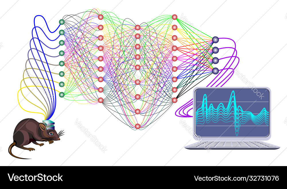 Rat Brain Neural Network Activity vector image