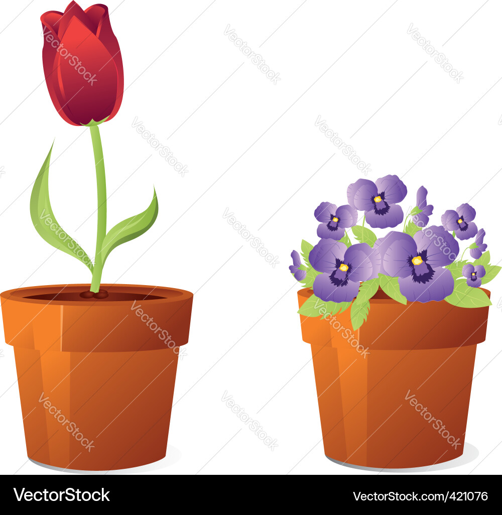 Spring Tulips in Pots Vector Image
