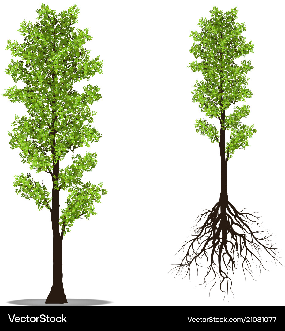 Isolated Tree with Roots vector image