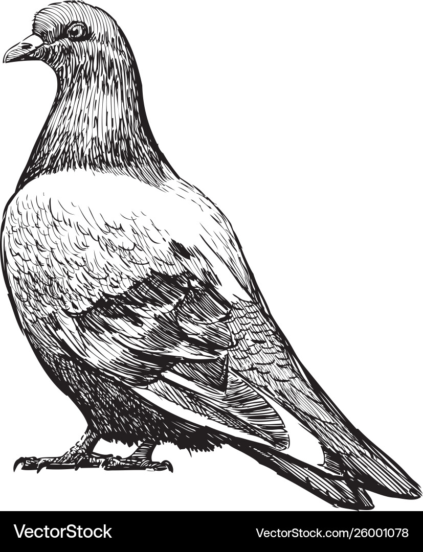 Dove Sketch - Profile View Vector Image