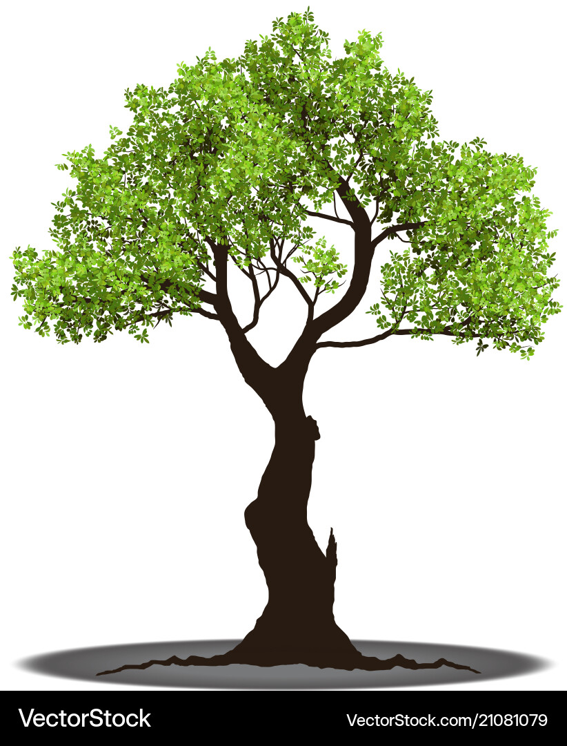 Isolated Tree with Roots Vector Image