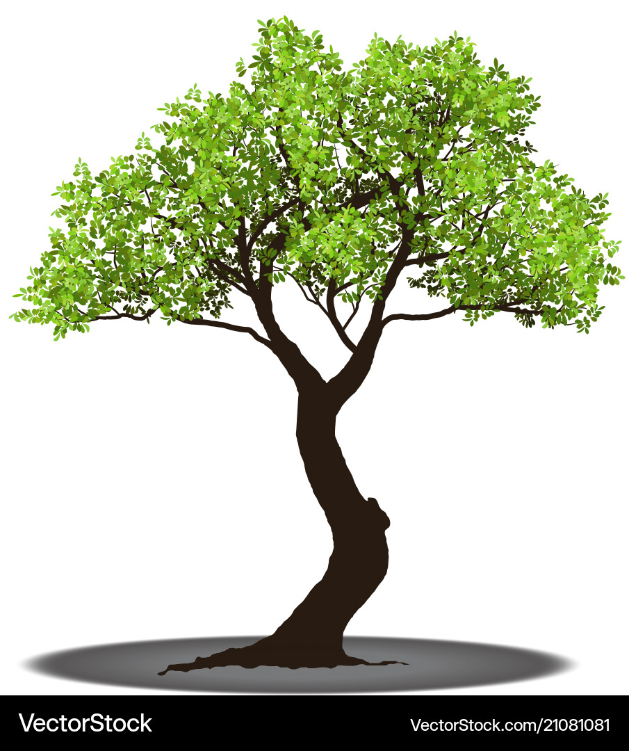 Big tree with root vector image