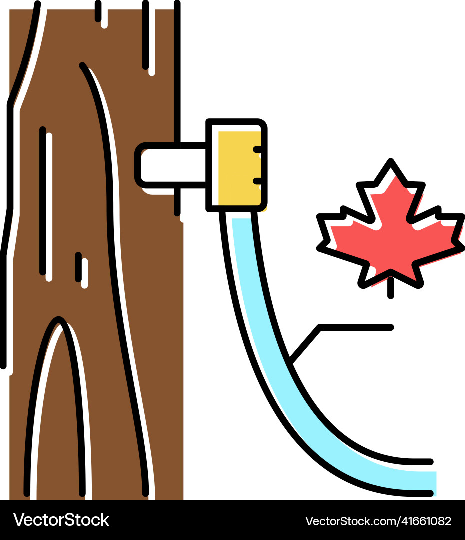 Maple sap collection using tubing method color Maple sap collection using tubing method color Vector Image