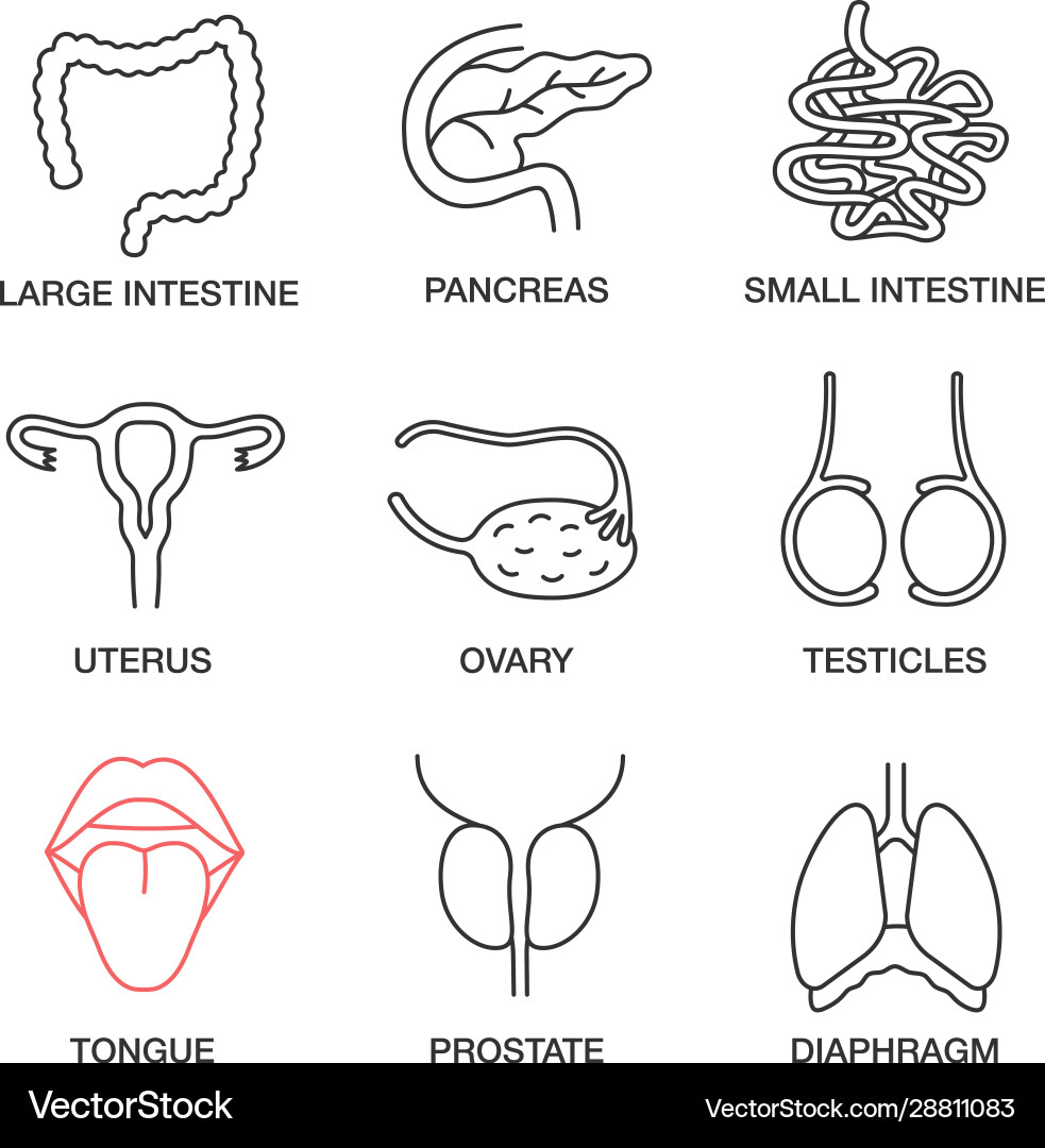 Internal organs linear icons set Internal organs linear icons set vector image