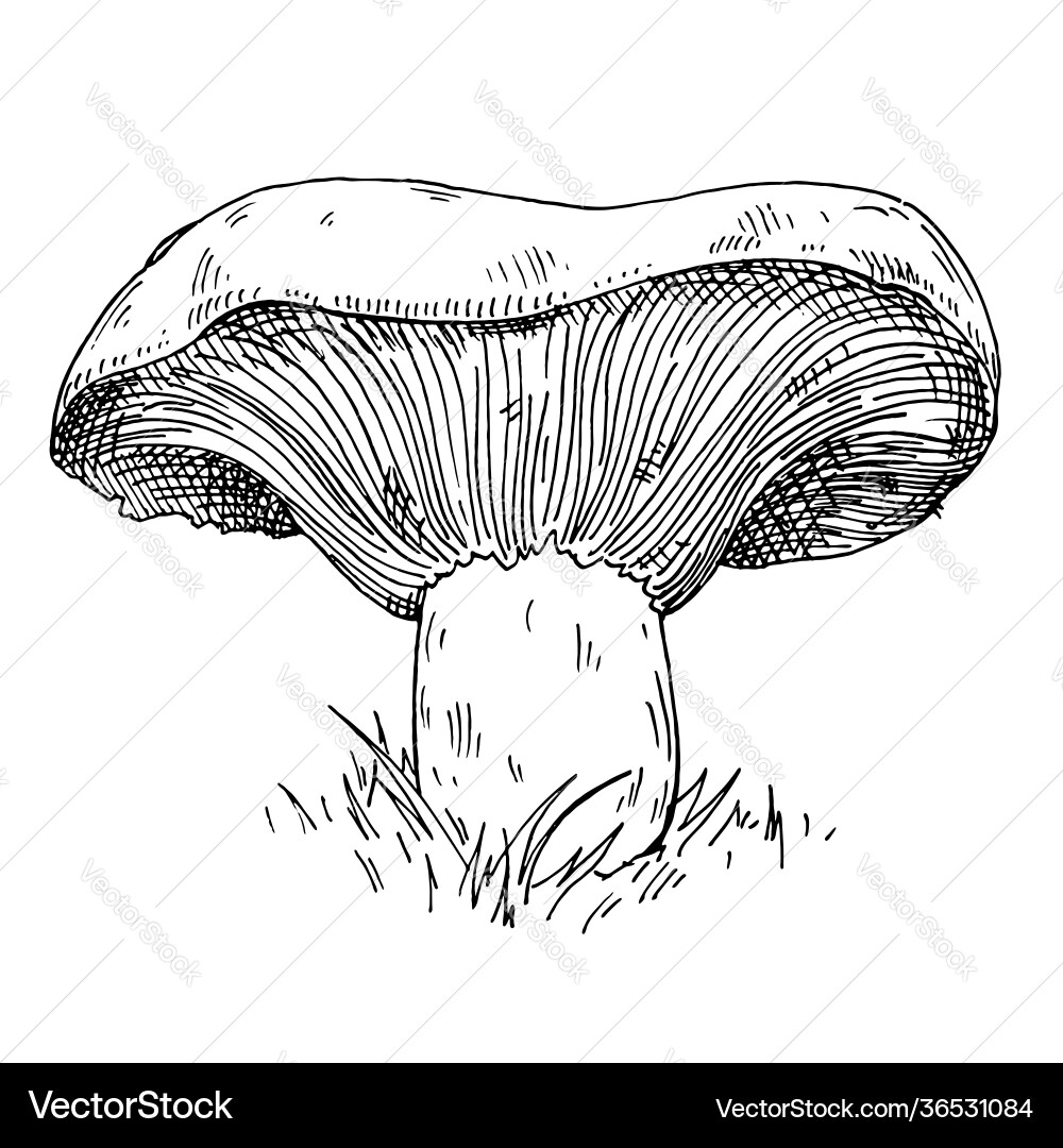 Niscalo mushroom in forest wildlife vintage Niscalo mushroom in forest wildlife vintage vector image