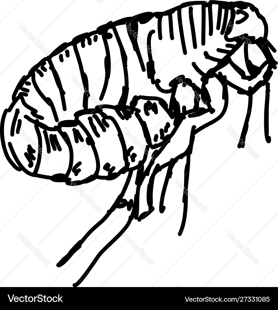 Flea Zeichnung auf weißem Hintergrund Flea Zeichnung auf weißem Hintergrund vektorbild