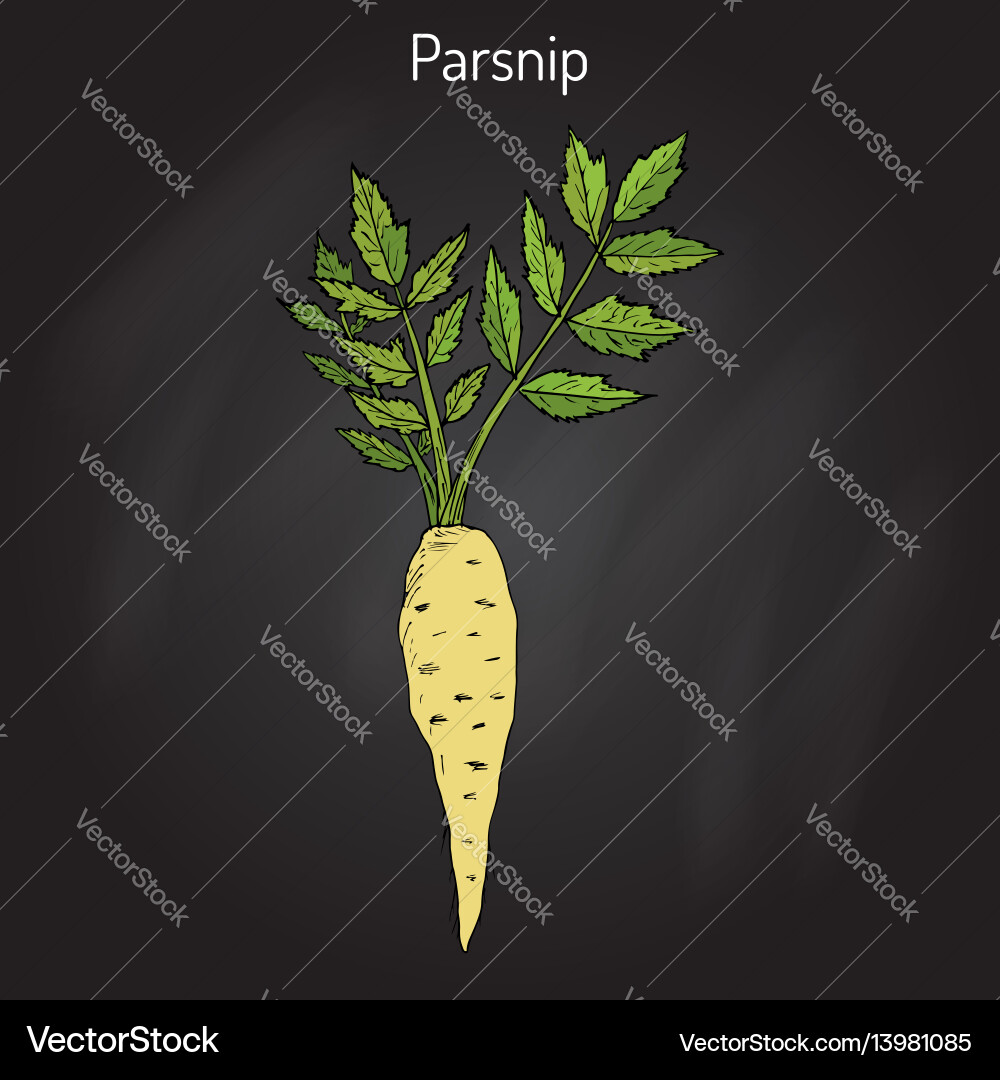 Parsnip Root Vegetable Drawing Vector Image