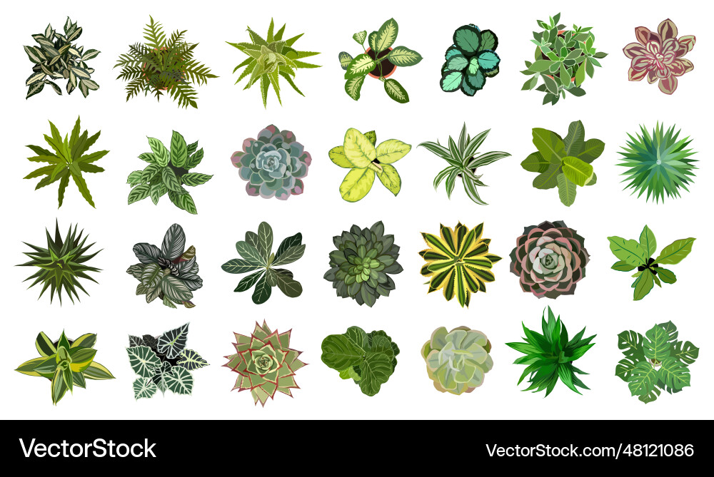 Diverse Houseplant Collection Vector Image