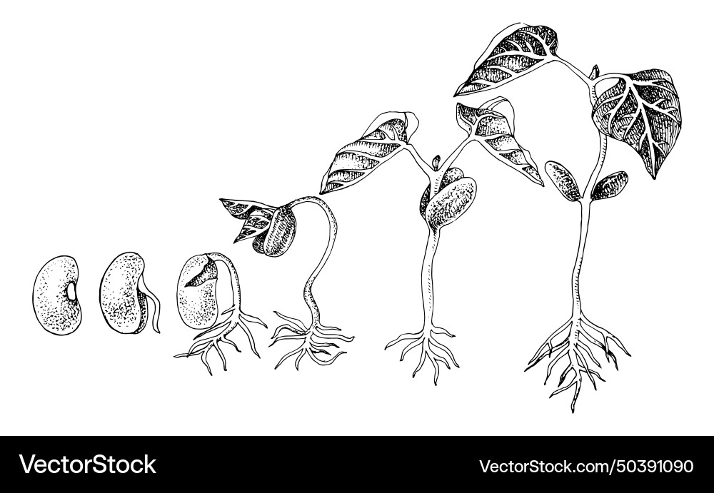 Stages of bean seed germination Royalty Free Vector Image