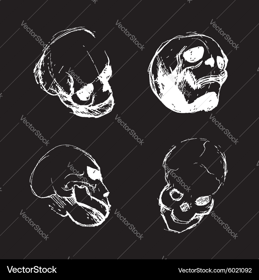 Skull from different views Vector Image