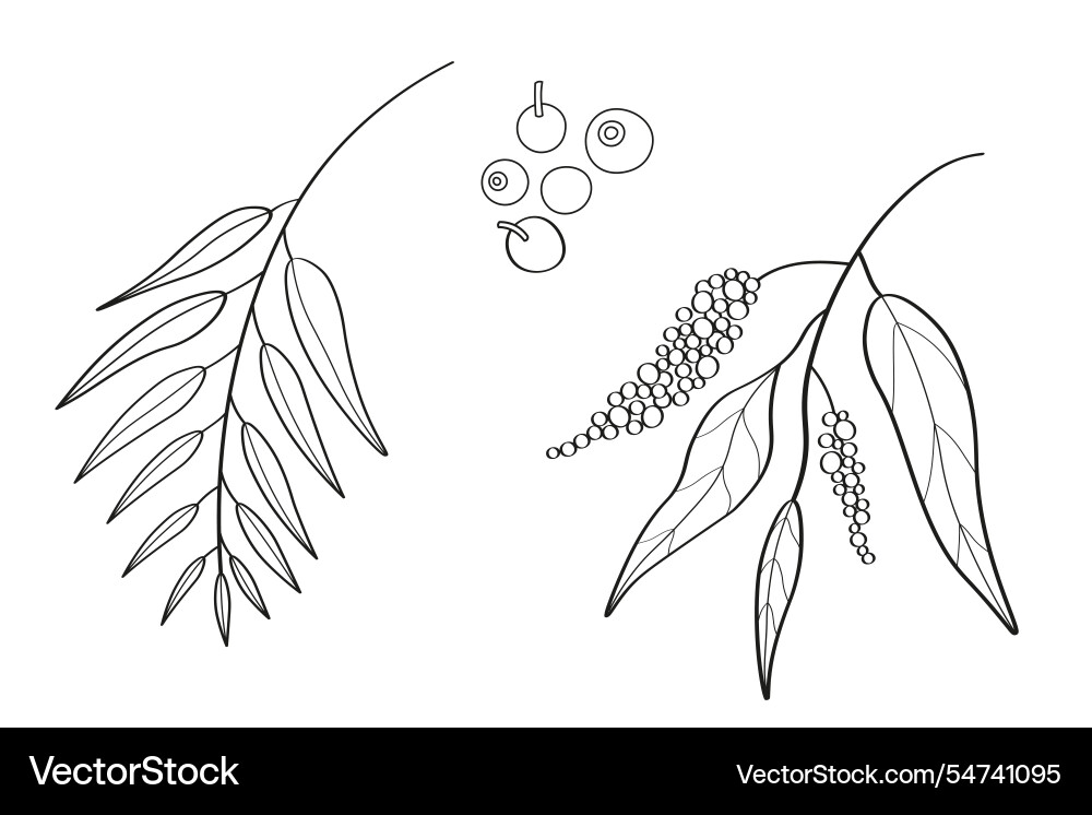 Linear of allspice on isolated backgr Vector Image