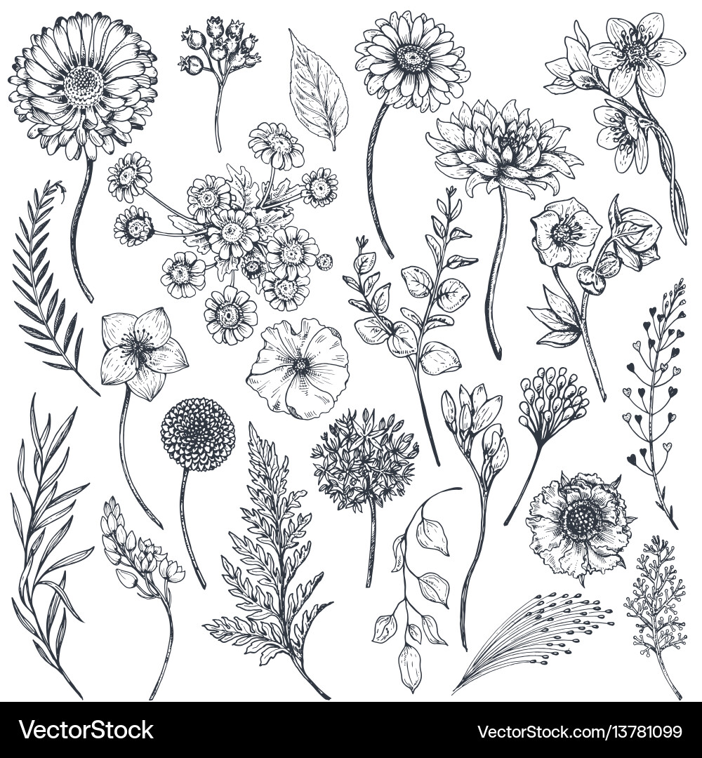 Collection of hand drawn flowers and plants Vector Image