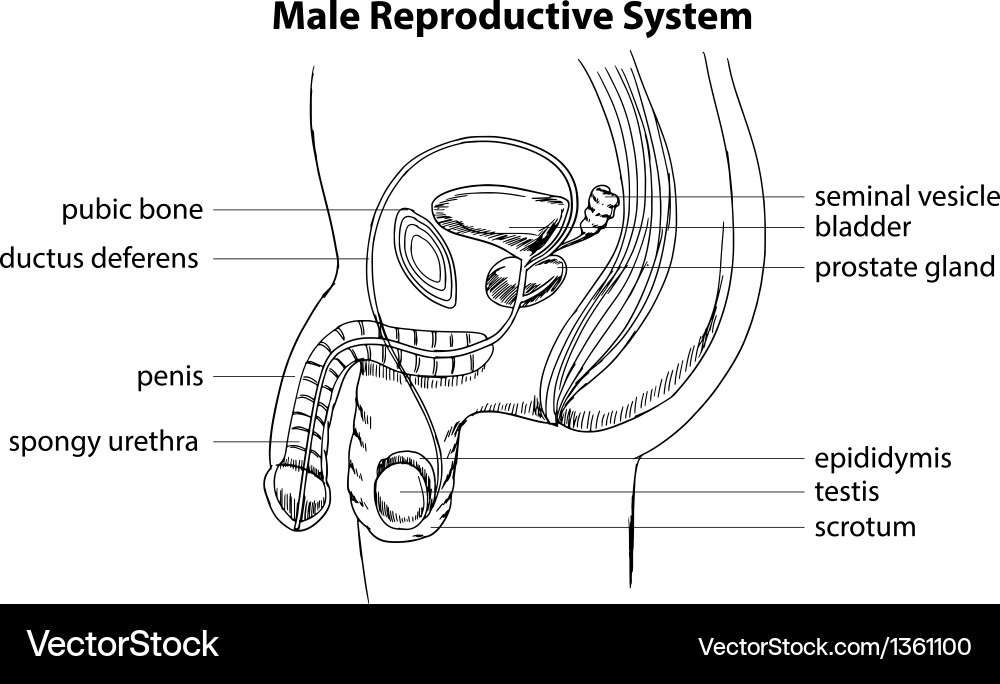 Male reproductive system Royalty Free Vector Image Male reproductive system Royalty Free Vector Image