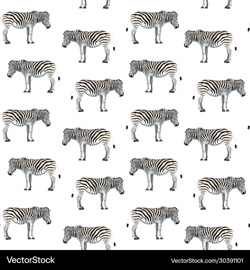 Zebra Pattern Background vector image
