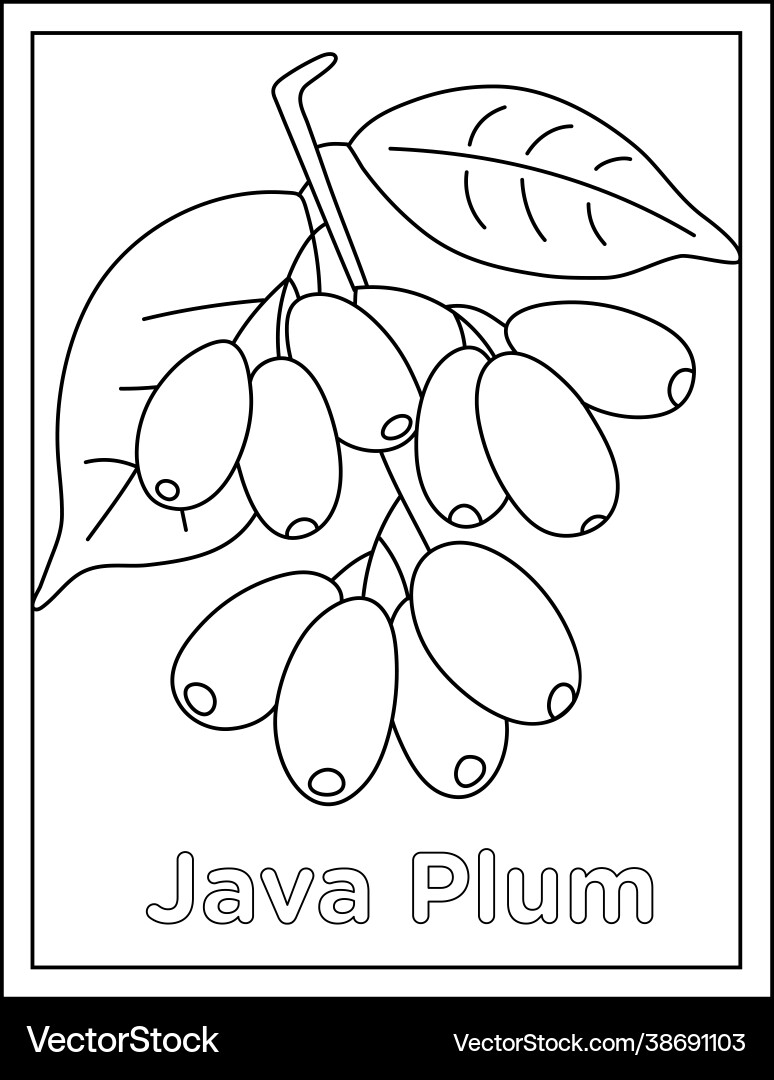 Java plum vector image