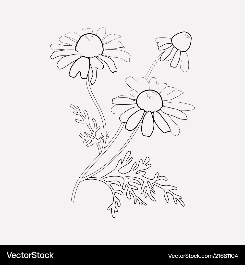 Chamomile icon line element Chamomile icon line element vector image